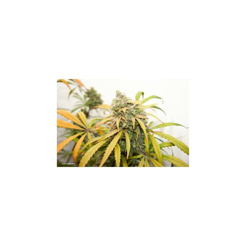 Lemon Kix Auto, Фасовка: 3, изображение 5